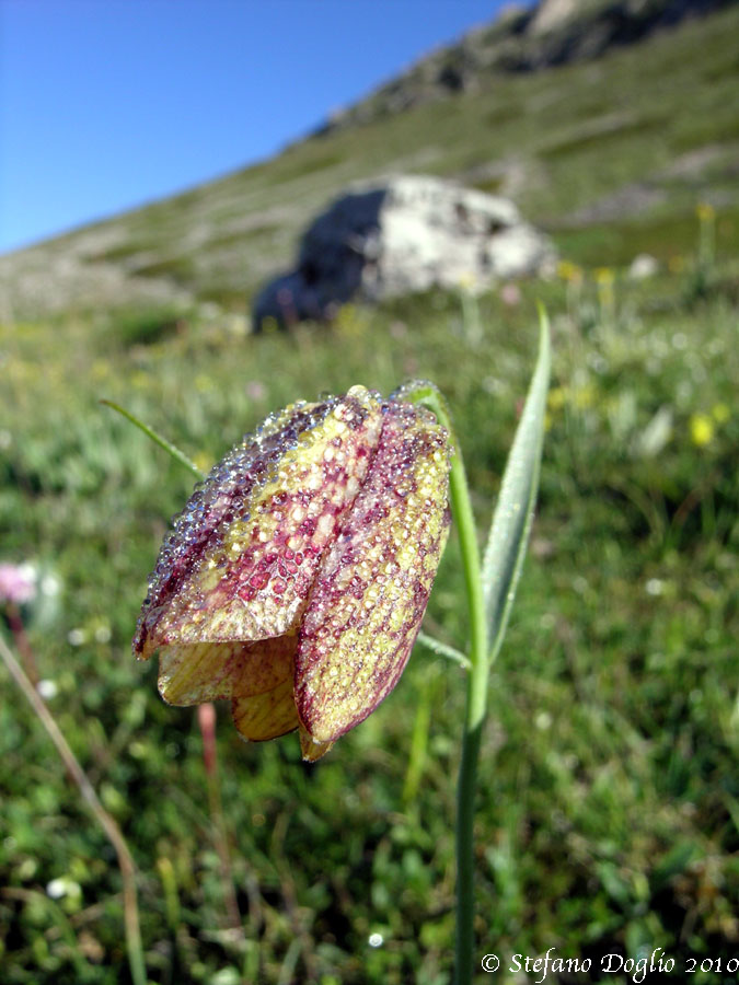 Fritillaria montana/orientalis in Abruzzo